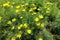 Thread leaf coreopsis in bloom in June