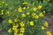 Thread leaved Coreopsis in bloom in July