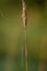 Thread of spider web covered by morning dew drops hanging from dry straw