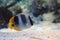 Threadfin butterflyfish, Chaetodon auriga