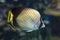 The threadfin butterflyfish Chaetodon auriga is a species of butterflyfish family Chaetodontidae, coral fish