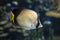 The threadfin butterflyfish Chaetodon auriga is a species of butterflyfish family Chaetodontidae, coral fish