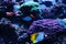 Threadfin butterflyfish and Chromis fish