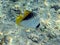 Threadfin butterflyfish on a coral shallow 1172