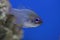 Threadfin cardinalfish