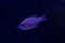 Threadfin cardinalfish,  bluestreak cardinalfish Zoramia leptacantha.