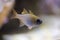 Threadfin cardinalfish Zoramia leptacantha.
