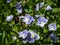 Threadstalk speedwell or Whetzel weed (Veronica filiformis) flowering with four lobed blueish with white tip