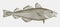 Threatened atlantic cod in side view