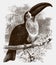 Threatened channel-billed toucan, ramphastos vitellinus sitting on a branch