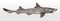 Threatened common smooth-hound, mustelus, a shark from the eastern Atlantic Ocean and the Mediterranean Sea in side view