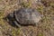 Threatened Florida Gopher Tortoise