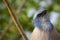 Threatened Florida Scrub-Jay