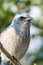 Threatened Florida Scrub-Jay