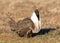 A Threatened Greater Sage Grouse Bad Hair Day Breeding Lek