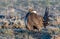 A Threatened Greater Sage Grouse on a Breeding Lek