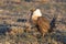 A Threatened Greater Sage Grouse on a Breeding Lek