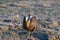 A Threatened Greater Sage Grouse on a Breeding Lek
