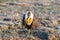 A Threatened Greater Sage Grouse Displaying Air Sacs on a Breeding Lek