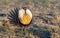 A Threatened Greater Sage Grouse Displaying Air Sacs on a Breeding Lek