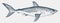 Threatened porbeagle, a mackarel shark in side view