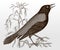 Threatened rusty blackbird, euphagus carolinus sitting on a plant stem and singing