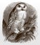 Threatened snowy owl, bubo scandiacus sitting on a branch