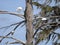 Threatened Wood Storks in Cypress Tree