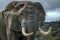 Threatening male elephant. Close up of elephant. Amazing African elephant with dust and sand on wildlife background. Wildlife