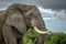Threatening male elephant. Close up of elephant. Amazing African elephant with dust and sand on wildlife background. Wildlife