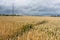 Threatening sky over a cornfield in France