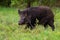 Threatening wild boar going on glade in summer evening from side view