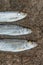 Three ablet or bleak fish on the wet sand.