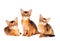 Three abyssinian kittens portrait