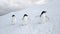 Three Adelie Penguins waving wings on the snow in Antarctica. Birds in Antarctica. White background