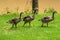 Three adolescent geese