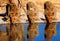 Three adolescent lion cubs drinking from a waterhole with good reflection