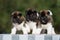 Three adorable american akita puppies