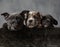 Three adorable american bully puppies in a wooden box