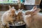 Three adorable fluffy bunny rabbits eating out of silver bowl at the county fair