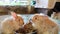 Three adorable fluffy bunny rabbits eating out of silver bowl at the county fair