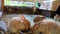 Three adorable fluffy bunny rabbits eating out of silver bowl at the county fair