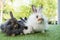 Three adorable fluffy infant rabbits bunny sitting together on the green grass over bokeh nature background. Cuddle furry hare