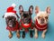 Three Adorable French Bulldogs Dressed in Festive Christmas Sweaters and Santa Hat on Blue Background