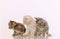 Three adorable furry kittens interested in something on white ba