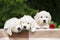 Three adorable golden retriever puppies