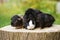 Three adorable guinea pigs posing outdoors