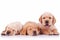 Three adorable labrador retriever puppy dogs