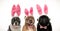 Three adorable little dogs wearing bunny ears for easter