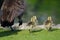 Three Adorable Little Goslings Running Alongside of Mom